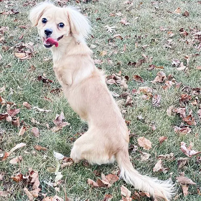 Menino constrói cadeira de rodas para cachorra deficiente menino-constroi-cadeira-de-rodas-para-cachorra-deficiente