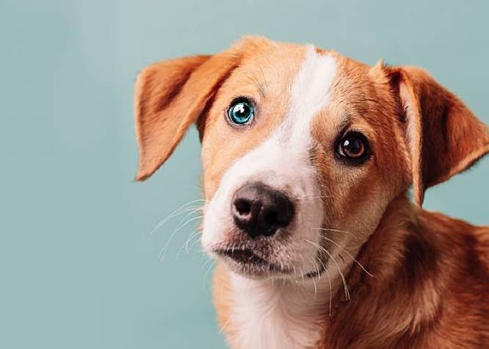 mulher-doa-racao-para-abrigo-e-ganha-abraco-de-um-dos-cachorros