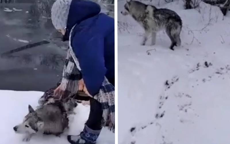 Mulher russa de 65 anos pula em rio congelado para salvar cachorro mulher-russa-salva-cachorro-em-rio-congelado