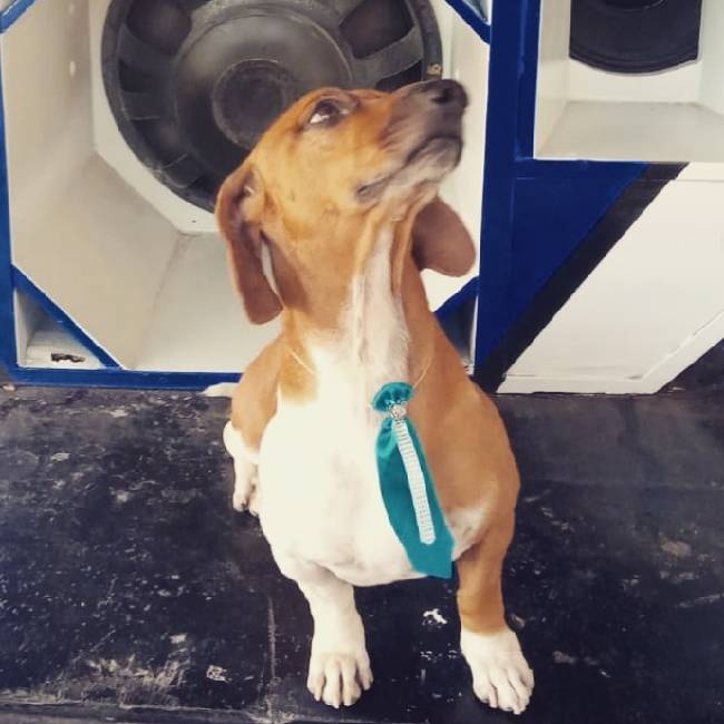 Cachorro derruba o bolo de aniversário na hora do parabéns na-hora-do-parabens-cachorro-derruba-o-bolo-de-aniversario