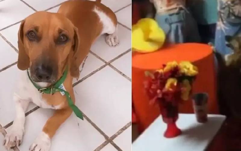 Cachorro derruba o bolo de aniversário na hora do parabéns na-hora-do-parabens-cachorro-derruba-o-bolo-de-aniversario