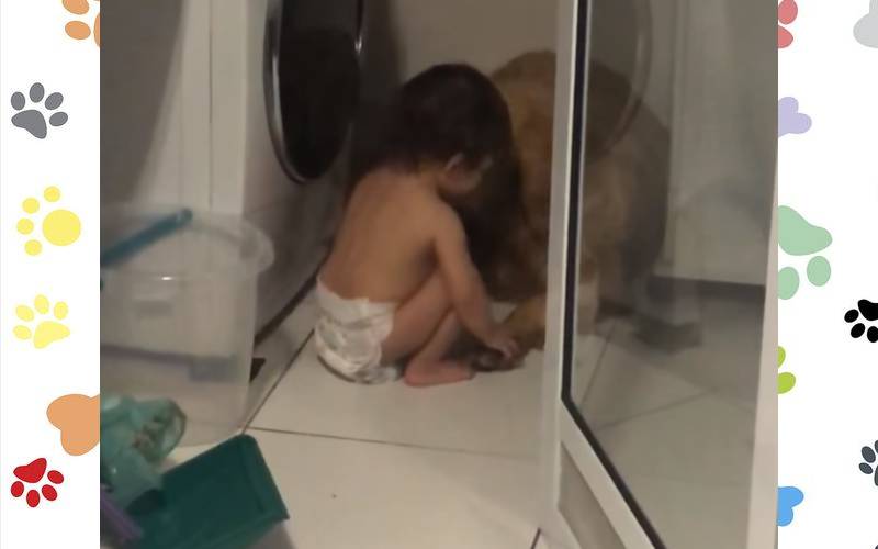 Bebê conversa com cachorro que estava com medo de trovões na esperança de acalmá-lo Bebe-acalma-cachorro-com-medo-de-trovoes