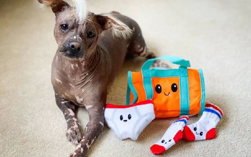 Cachorra quase sem pelos devido à sua raça se torna sensação cachorra-pelada-se-torna-sensacao-no-Canada