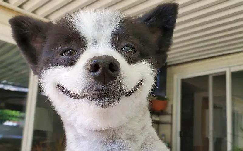 Cachorrinho que não para de sorrir é a coisa mais feliz que você verá hoje