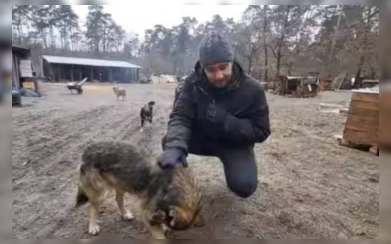 Jornalista mostra a realidade de centenas de cães abandonados na Ucrânia guerra-na-Ucrania-gera-centenas-de-caes-abandonados