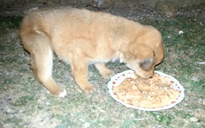 Homem resgata cachorrinho com fome, frio e dor e o leva para casa homem-resgata-cachorrinho-com-fome-frio-e-dor