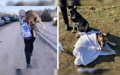 Mulher foge da guerra carregando cachorro idoso nas costas por 15 km