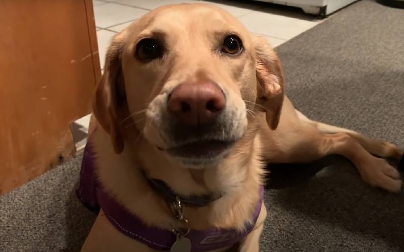 Olive, a cachorra gulosa que sorri quando ouve o nome do seu prato favorito Olive-a-cachorra-gulosa