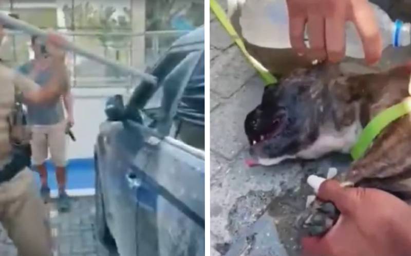 Policial quebra janela e resgata cachorro preso em carro superaquecido pm-resgata-cachorro-preso-em-carro-superaquecido