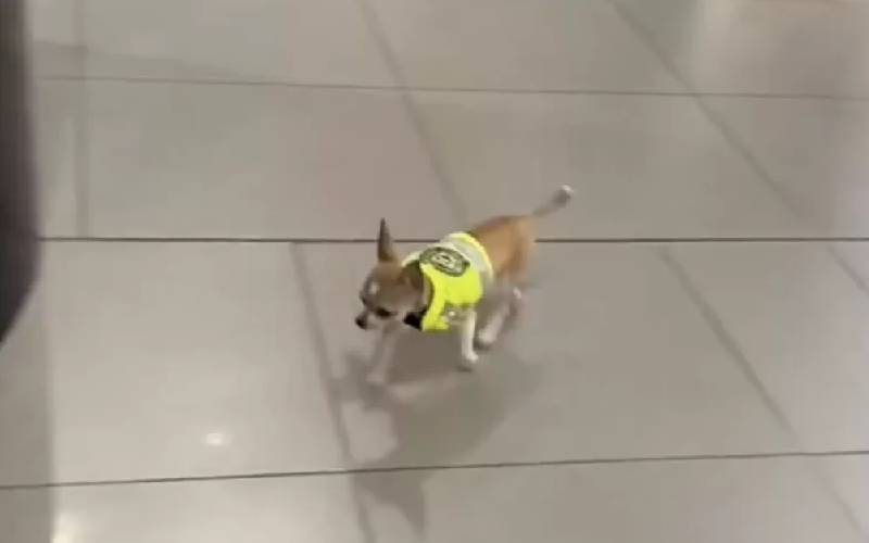 Pequeno chihuahua treinado para ser um minidetector de drogas, vira policial em aeroporto um-minidetector-de-drogas-canino