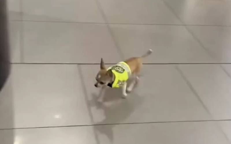 um-minidetector-de-drogas-canino