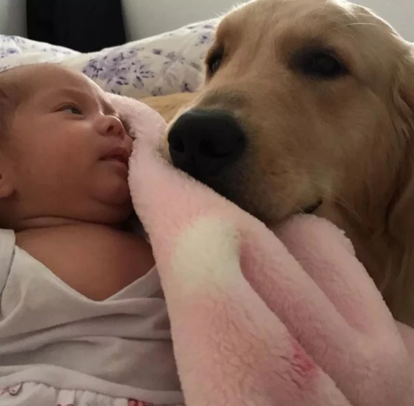 Bebê conversa com cachorro que estava com medo de trovões na esperança de acalmá-lo Bebe-acalma-cachorro-com-medo-de-trovoes