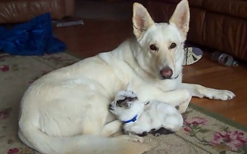 Cachorra adota um cabrito pigmeu e cuida como se fosse seu próprio filho Cachorra-adota-um-cabrito-pigmeu