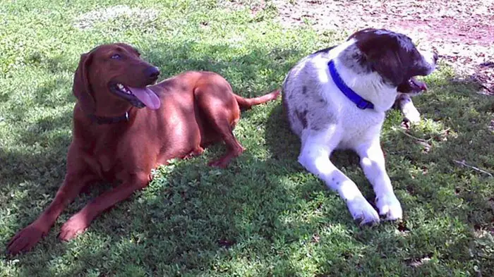 cachorra-adotada-se-recusa-a-deixar-o-amigo-para-tras