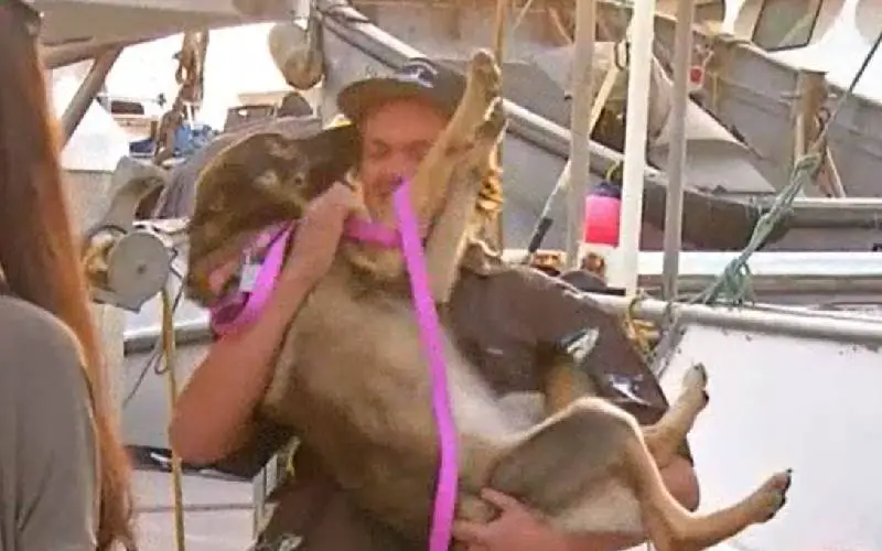 Cachorra é reencontrada um mês depois de cair no mar cachorra-e-reencontrada-um-mes-depois-de-cair-no-mar