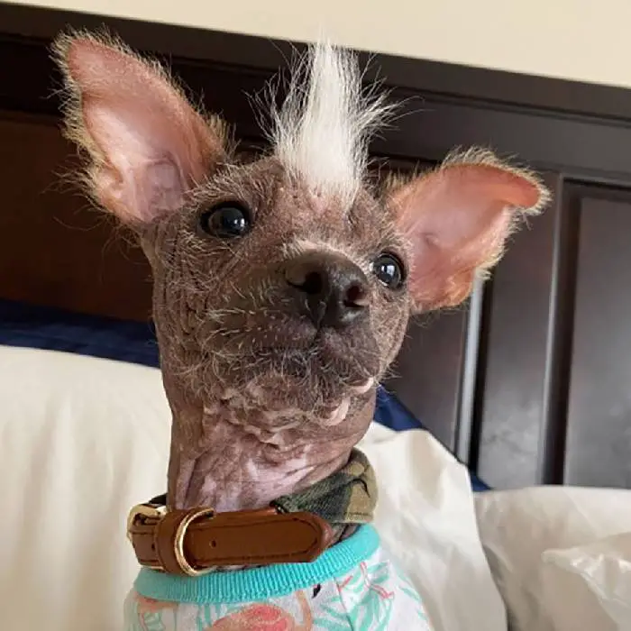 Cachorra quase sem pelos devido à sua raça se torna sensação cachorra-pelada-se-torna-sensacao-no-Canada
