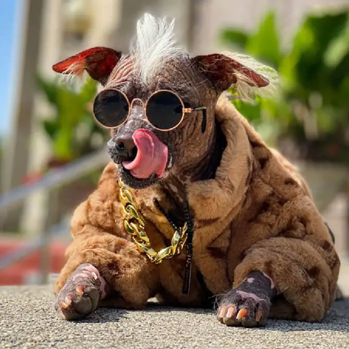 Cachorra quase sem pelos devido à sua raça se torna sensação cachorra-pelada-se-torna-sensacao-no-Canada