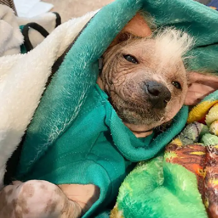 Cachorra quase sem pelos devido à sua raça se torna sensação cachorra-pelada-se-torna-sensacao-no-Canada