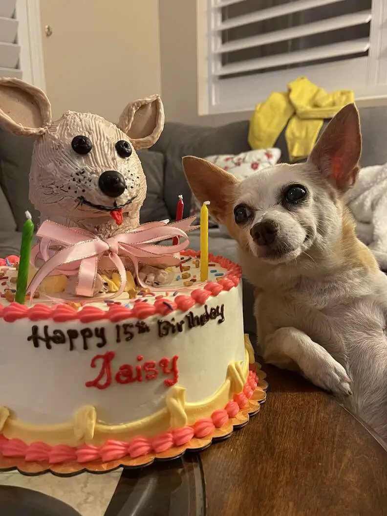 A felicidade da cachorrinha ao descobrir que ganhou um aniversário Cachorrinha-faz-aniversario-ganha-festa-e-fica-muito-feliz