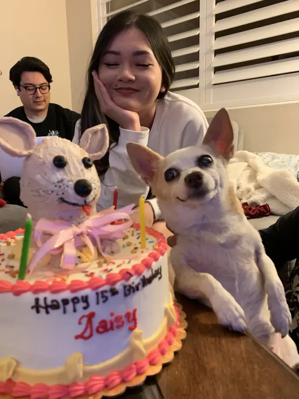 A felicidade da cachorrinha ao descobrir que ganhou um aniversário Cachorrinha-faz-aniversario-ganha-festa-e-fica-muito-feliz