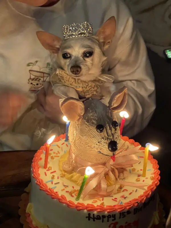 A felicidade da cachorrinha ao descobrir que ganhou um aniversário Cachorrinha-faz-aniversario-ganha-festa-e-fica-muito-feliz