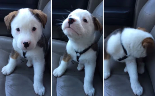 Adorável cachorrinho fica apavorado com o próprio soluço cachorrinho-fica-apavorado-com-o-proprio-soluco