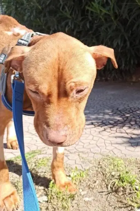 Cachorro abandonado em uma mala luta pela vida até ser resgatado na Itália cachorro-abandonado-em-uma-mala-e-resgatado-na-Italia