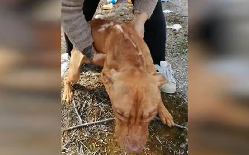 cachorro-abandonado-em-uma-mala-e-resgatado-na-Italia