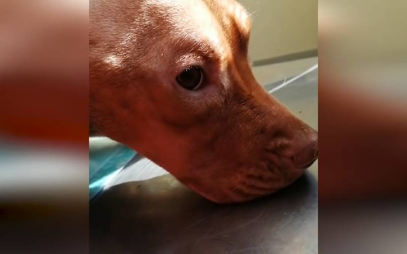 Cachorro abandonado em uma mala luta pela vida até ser resgatado na Itália cachorro-abandonado-em-uma-mala-e-resgatado-na-Italia
