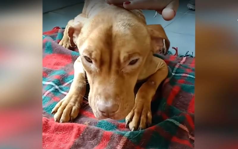 Cachorro abandonado em uma mala luta pela vida até ser resgatado na Itália cachorro-abandonado-em-uma-mala-e-resgatado-na-Italia