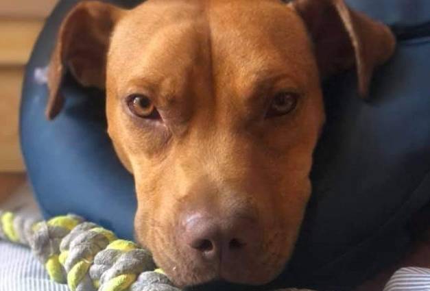 Cachorro abandonado em uma mala luta pela vida até ser resgatado na Itália cachorro-abandonado-em-uma-mala-e-resgatado-na-Italia