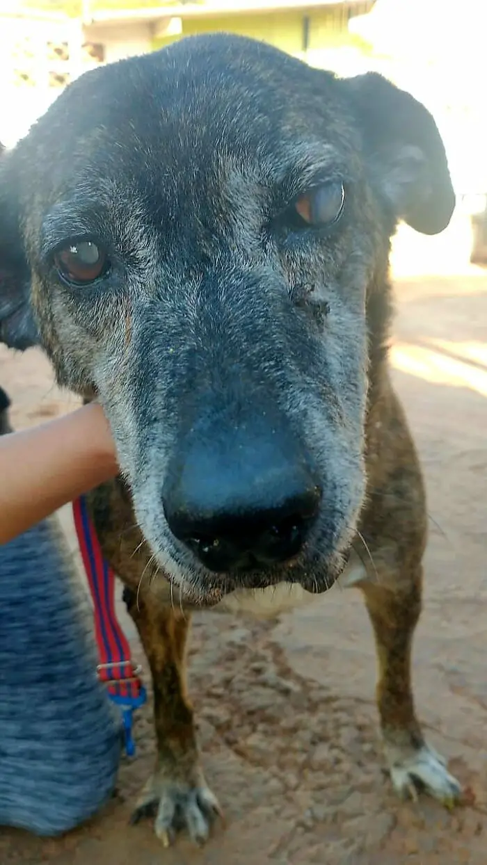 Este cachorro esperou por 10 anos em um abrigo até ser adotado e encontrar a felicidade cachorro-cego-espera-dez-anos-ate-ser-adotado