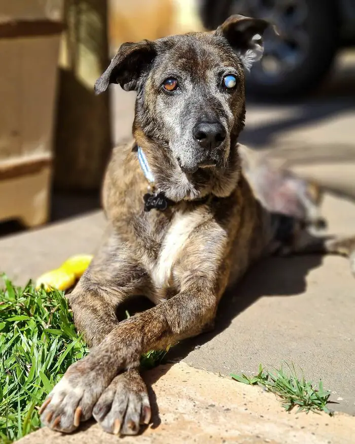 Este cachorro esperou por 10 anos em um abrigo até ser adotado e encontrar a felicidade cachorro-cego-espera-dez-anos-ate-ser-adotado