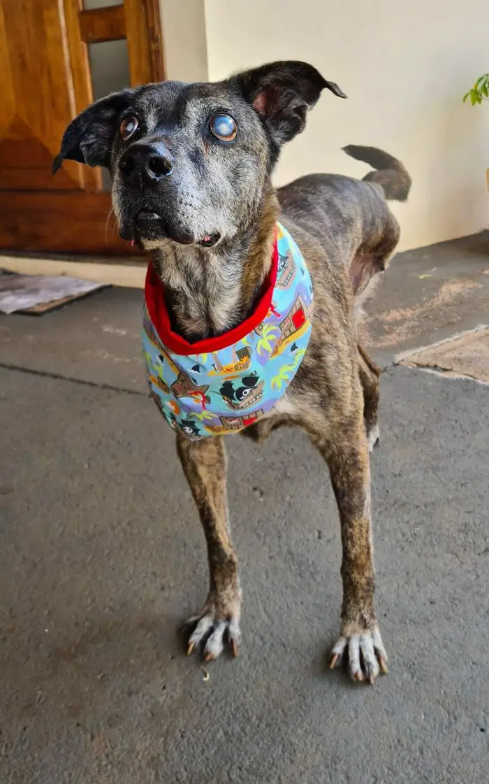 Este cachorro esperou por 10 anos em um abrigo até ser adotado e encontrar a felicidade cachorro-cego-espera-dez-anos-ate-ser-adotado
