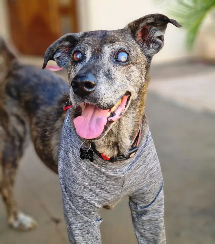 Este cachorro esperou por 10 anos em um abrigo até ser adotado e encontrar a felicidade cachorro-cego-espera-dez-anos-ate-ser-adotado