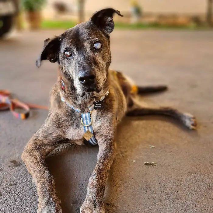 Este cachorro esperou por 10 anos em um abrigo até ser adotado e encontrar a felicidade cachorro-cego-espera-dez-anos-ate-ser-adotado