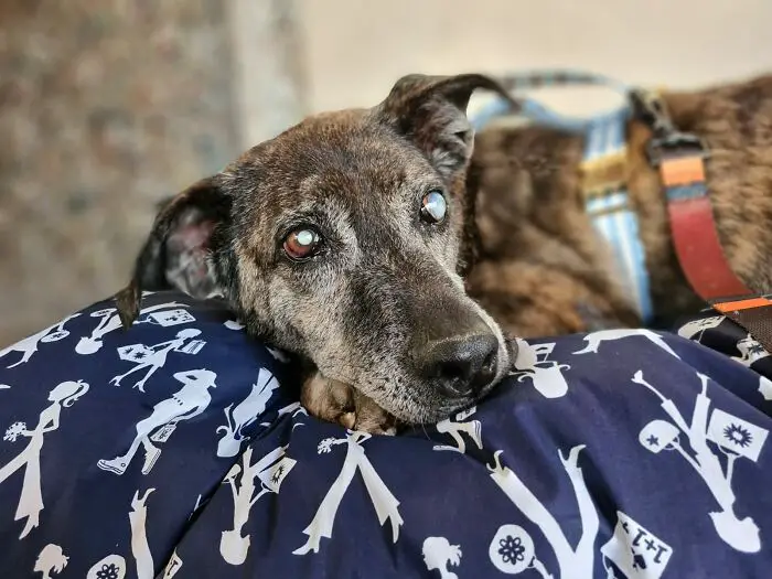 Este cachorro esperou por 10 anos em um abrigo até ser adotado e encontrar a felicidade cachorro-cego-espera-dez-anos-ate-ser-adotado