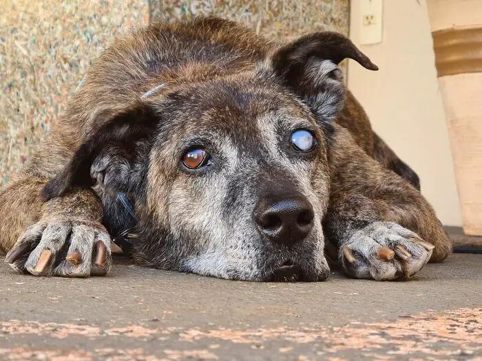 Este cachorro esperou por 10 anos em um abrigo até ser adotado e encontrar a felicidade cachorro-cego-espera-dez-anos-ate-ser-adotado