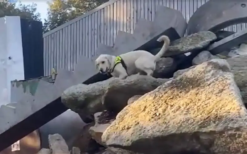 Labrador considerado insociável, rebelde e teimoso prova que todos estavam errados cachorro-considerado-rebelde-e-insociavel-prova-que-todos-estavam-errados