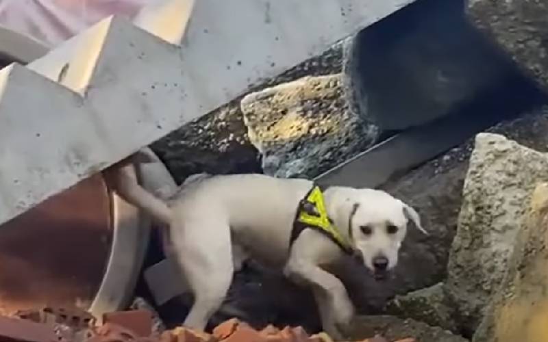 Labrador considerado insociável, rebelde e teimoso prova que todos estavam errados cachorro-considerado-rebelde-e-insociavel-prova-que-todos-estavam-errados