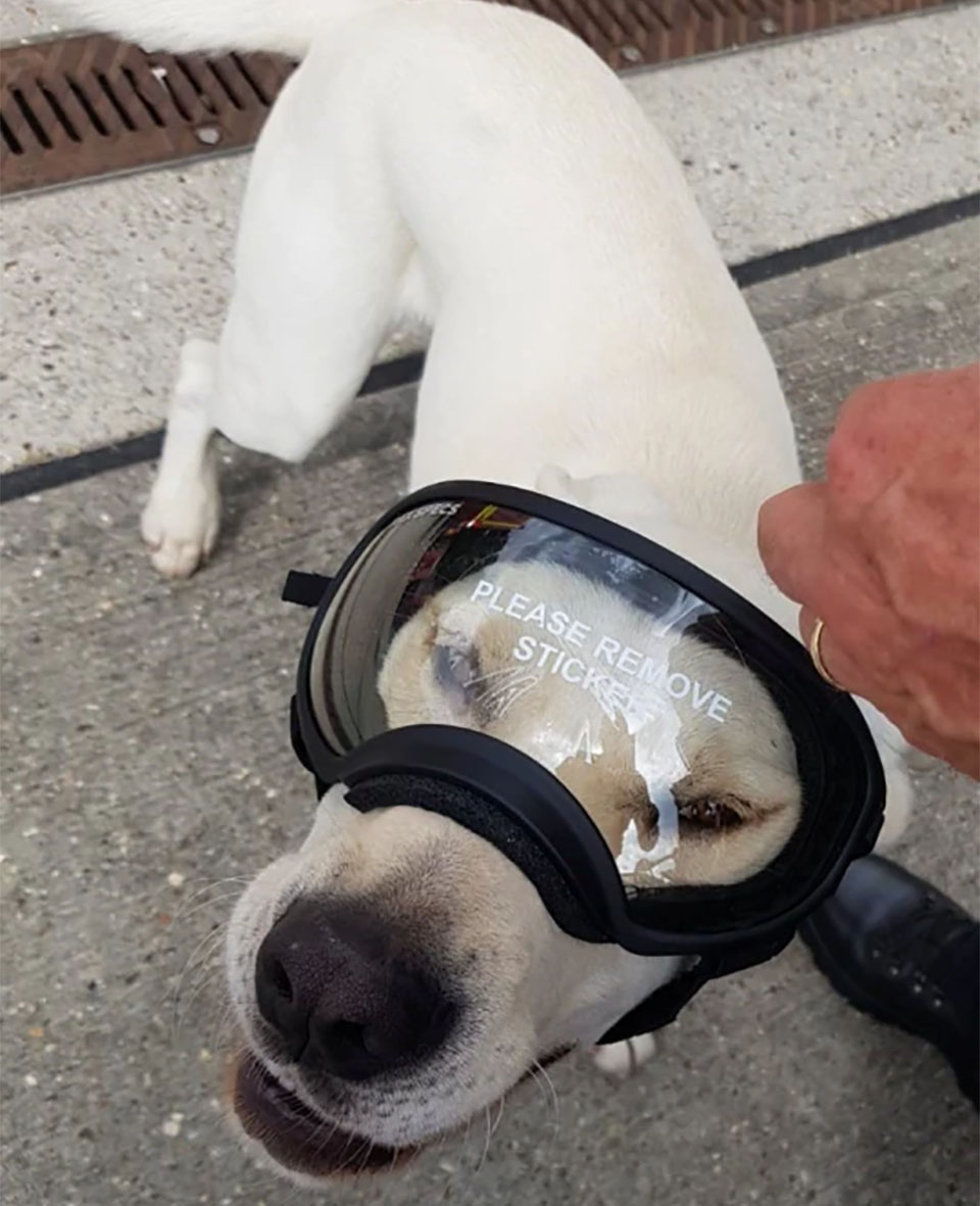 Labrador considerado insociável, rebelde e teimoso prova que todos estavam errados cachorro-considerado-rebelde-e-insociavel-prova-que-todos-estavam-errados