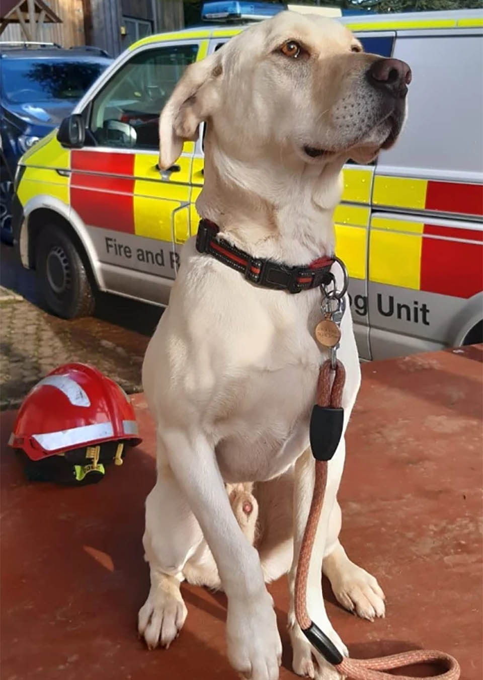 Labrador considerado insociável, rebelde e teimoso prova que todos estavam errados