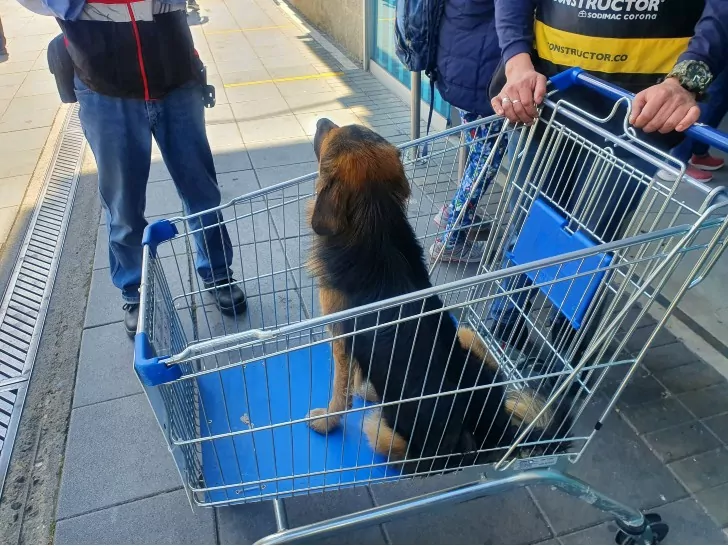 Cachorro é abandonado em carrinho de compras de supermercado cachorro-e-abandonado-em-carrinho-de-compras-na-colombia