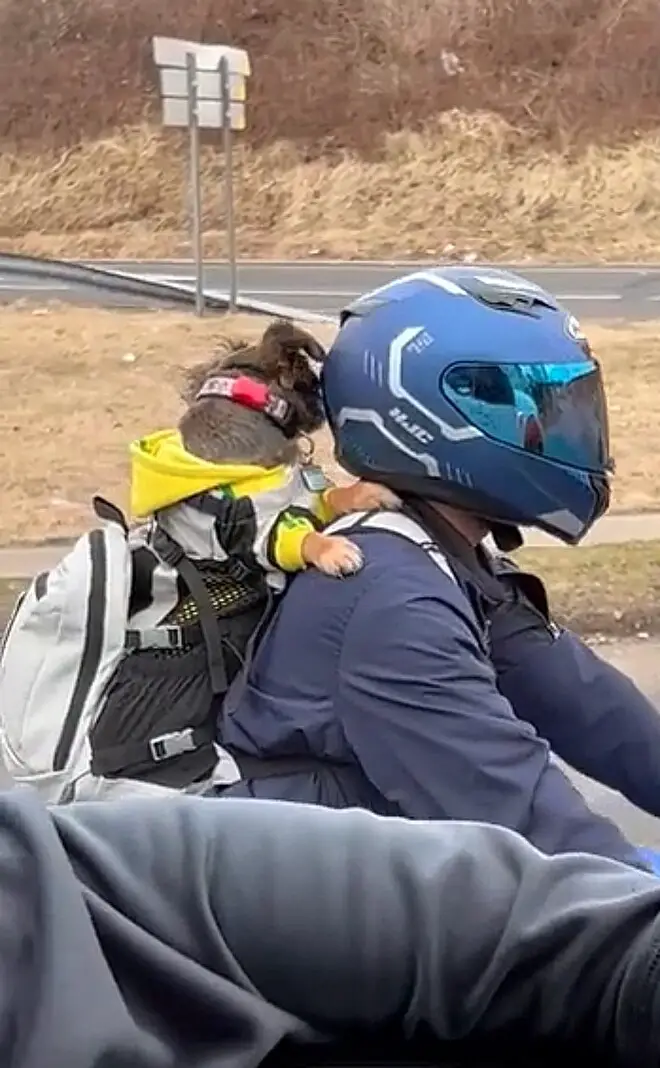 Cãozinho é filmado na garupa da moto e vídeo viraliza Cachorro-e-filmado-na-garupa-da-moto