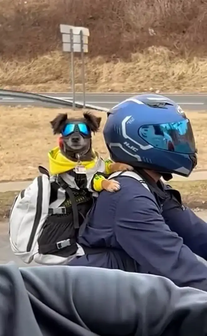 Cãozinho é filmado na garupa da moto e vídeo viraliza Cachorro-e-filmado-na-garupa-da-moto