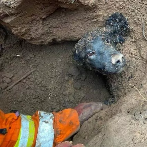 Cachorro fica 60 horas preso em um buraco até ser resgatado cachorro-fica-60-horas-preso-em-uma-toca