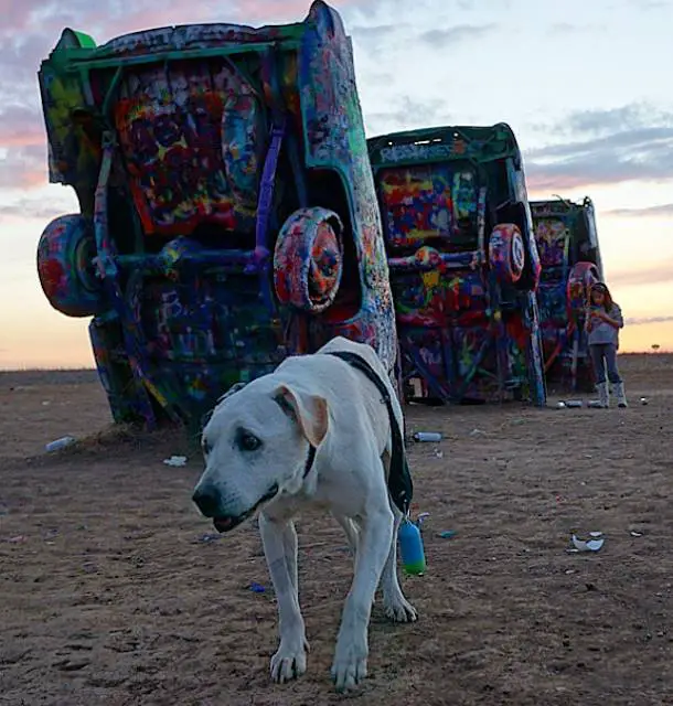 Cachorro idoso e doente faz a última viagem antes de atravessar o arco-íris Cachorro-idoso-faz-a-ultima-viagem
