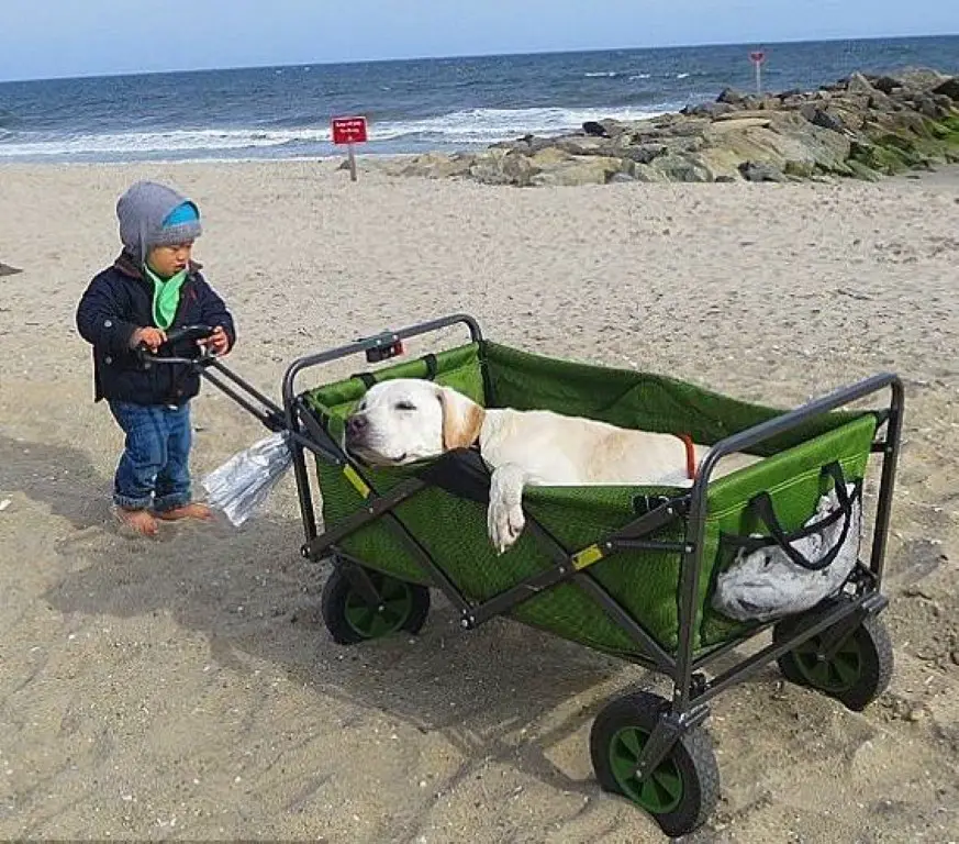 Cachorro idoso e doente faz a última viagem antes de atravessar o arco-íris Cachorro-idoso-faz-a-ultima-viagem