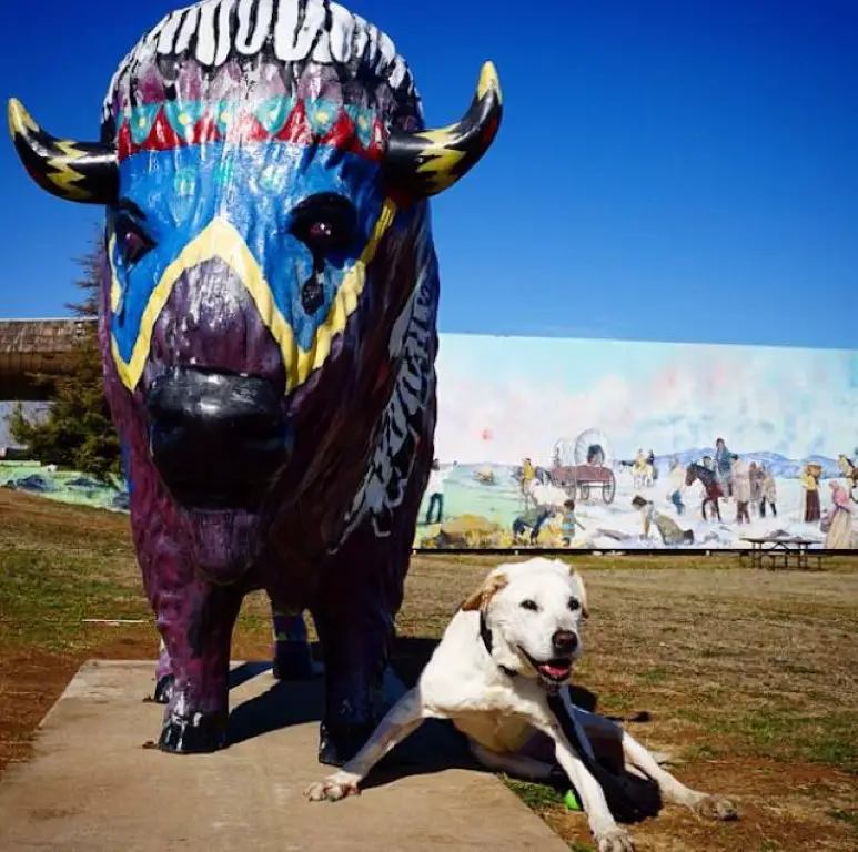 Cachorro idoso e doente faz a última viagem antes de atravessar o arco-íris Cachorro-idoso-faz-a-ultima-viagem