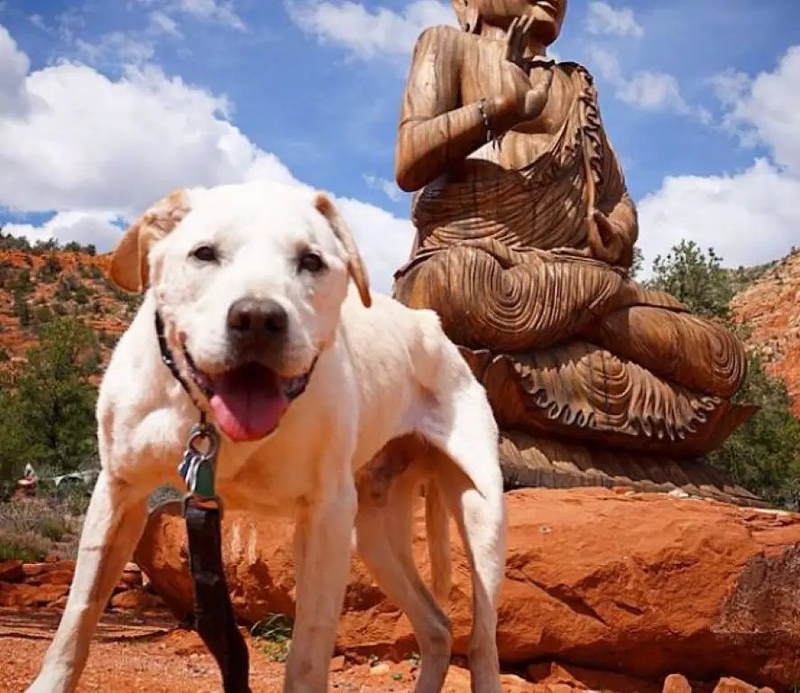 Cachorro idoso e doente faz a última viagem antes de atravessar o arco-íris Cachorro-idoso-faz-a-ultima-viagem